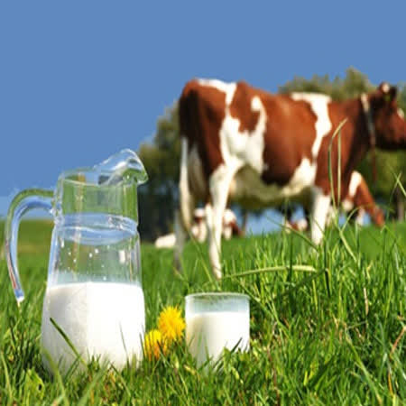 شیر پرچرب یا شیر کم چرب؟ 6 مزیت شیر پرچرب - سوپر مارکت آنلاین اراک